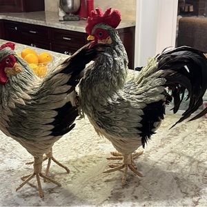 Rooster in a new condition from a decor store selling for $75 chicken sale $50